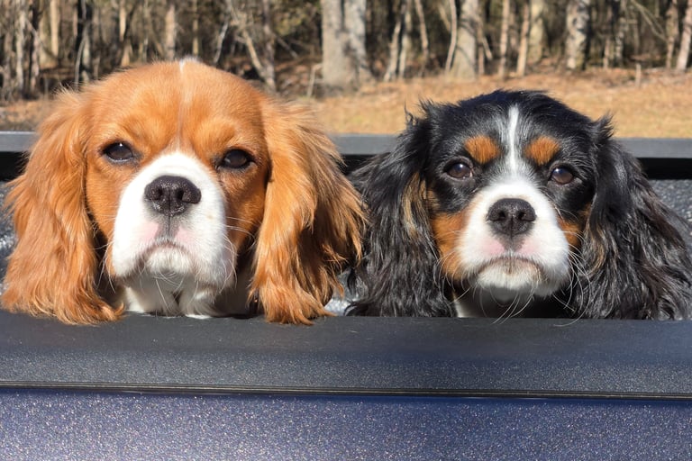 Two cavalier puppies in a truck bed