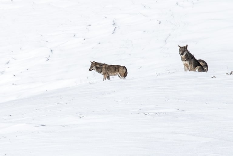 Ou voir des loups en france