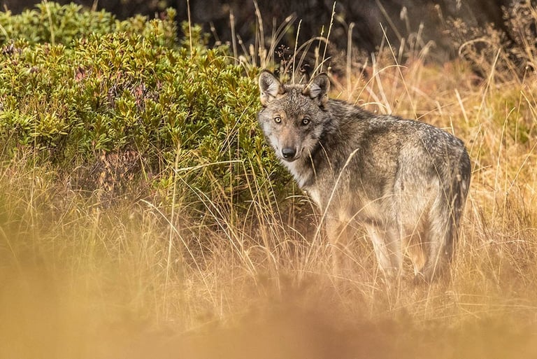 loup en france