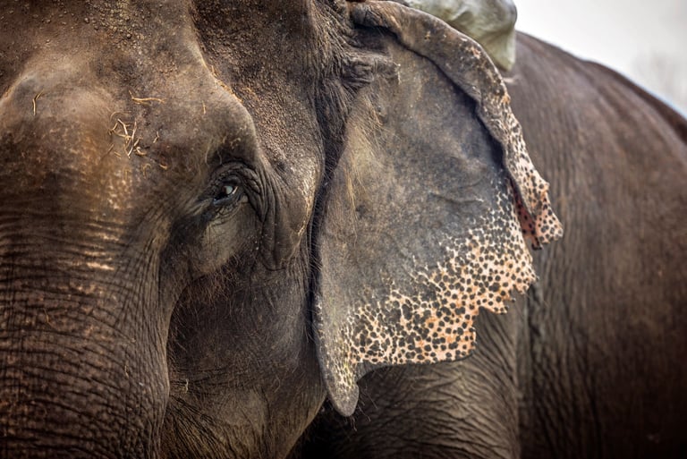 Asian elephant travel workshop