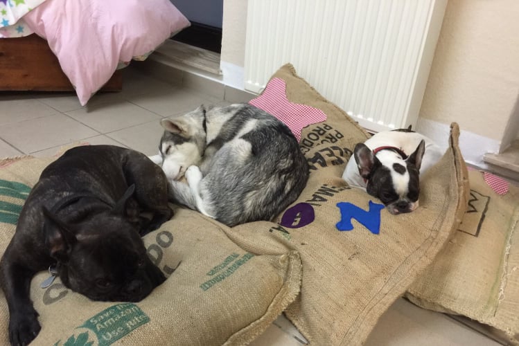zwei Bulldoggen und ein Husky Mix schlafen auf Kissen