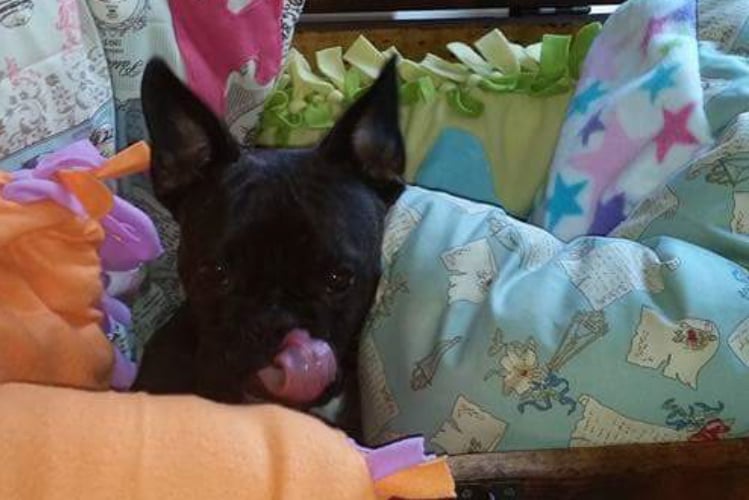 dunkle Bulldogge sitzt zwischen Kissen