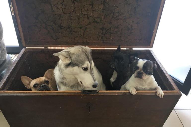 drei Bulldoggen und ein Husky Mix sitzen in einer Thruhe