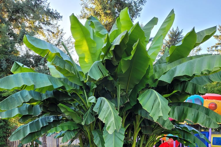 full size banana palms