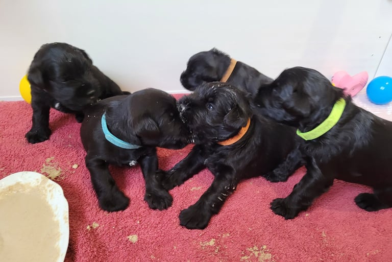 Bébés Schnauzer nain noir