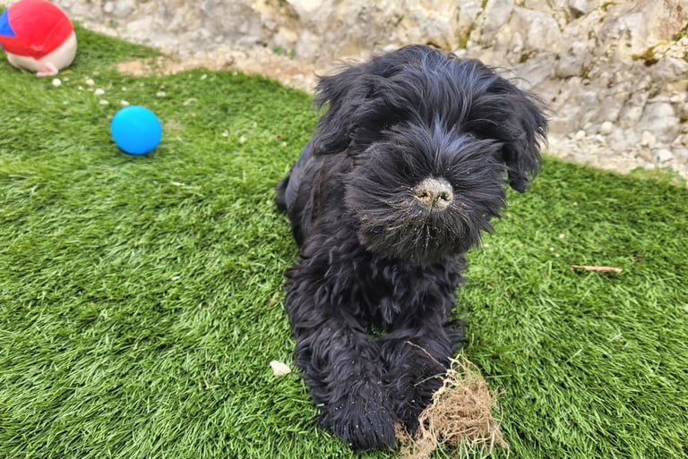 Chiot Schnauzer nain qui jardine