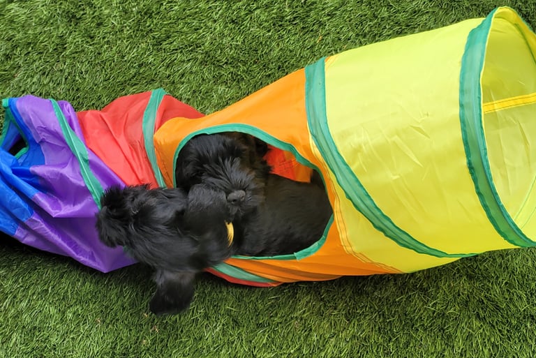 Chiots Schnauzer nain dans un tunnel