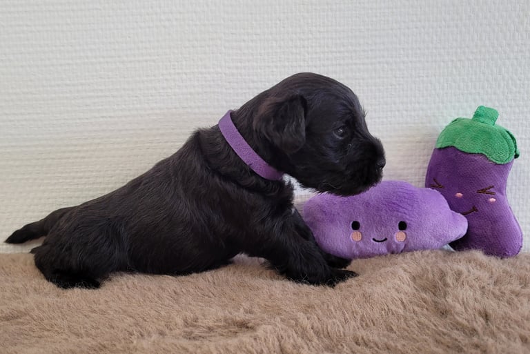 Bébé Schnauzer nain