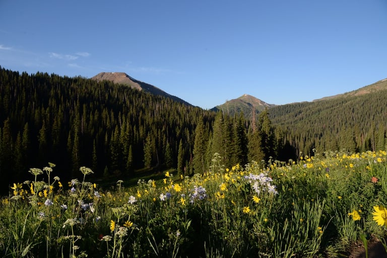 Colorado wildflowers at sunrise in West Moron Valley, Maroon-Snowmass Wilderness, Colorado