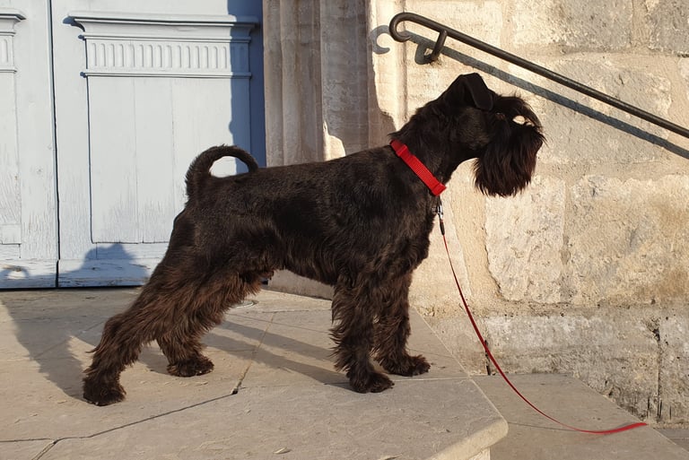 Schnauzer en position concours canin