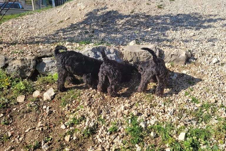 3 chiens schnauzers qui s'amusent dans le jardin