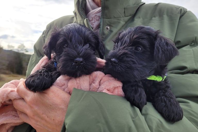 Vador et Lola 