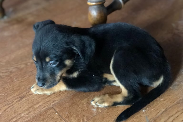 Pierre as a puppy. A tiny black dog curled up in a ball. 