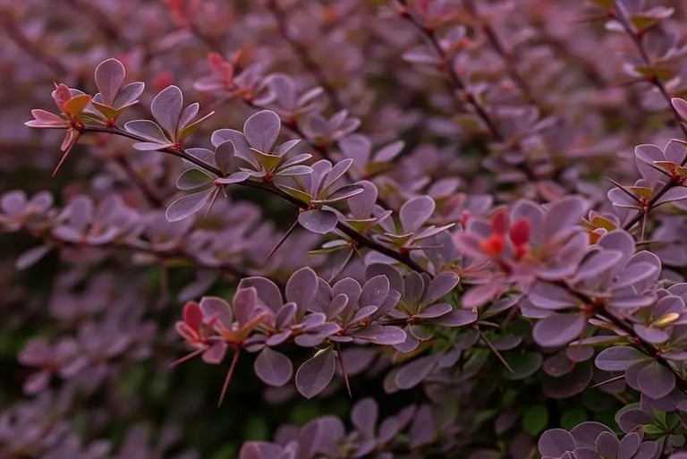 Un color púrpura único en sus hojas