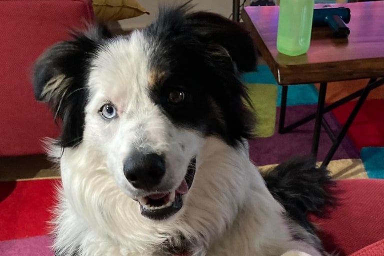border collies in melbourne victoria 