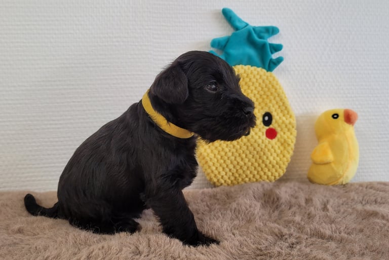 Chiot Schnauzer nain noir