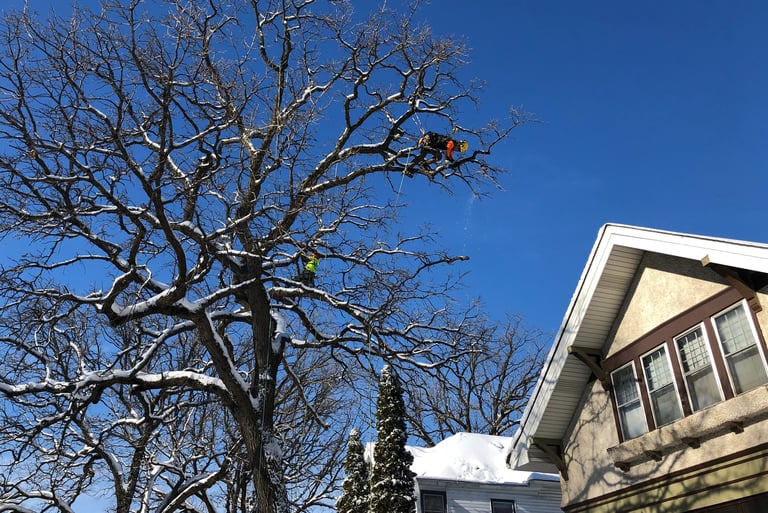 John performs technical oak pruning