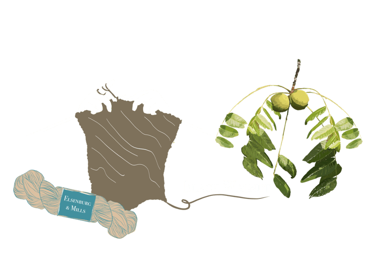 illustration of black walnut; a dye plant we use for our yarn