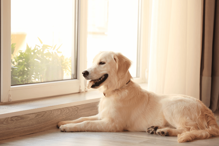 a dog laying on the floor in front of a window