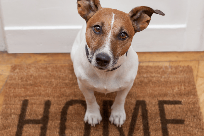 Dog on a welcome mat