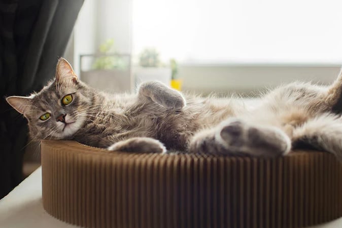 Chat gris allongé dans son panier, les pattes en l'air, en pleine détente