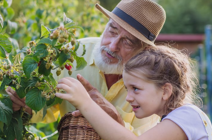 Elderly man picking raspberries with young girl