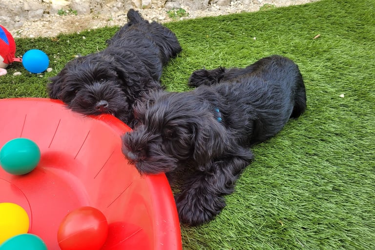 Chiots Schnauzers nains qui grignotent
