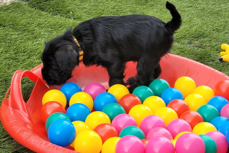 Chiot dans piscine à balles