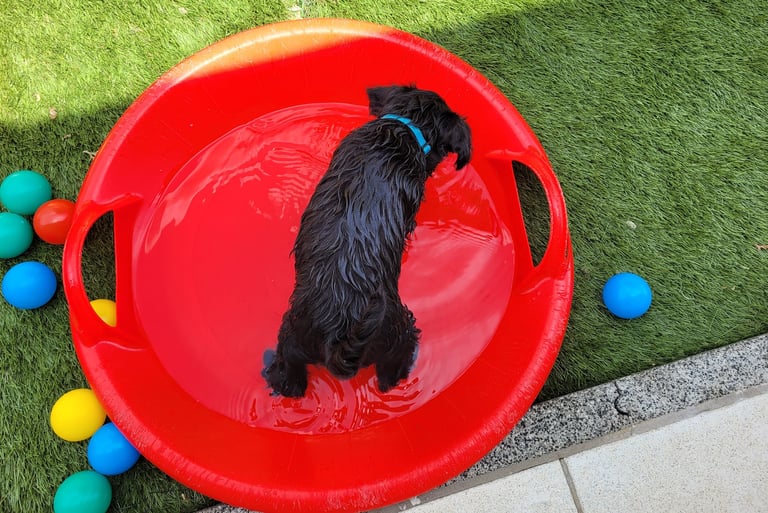Un bon bain rafraichissant !!!