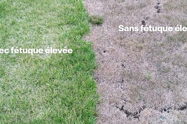 Fétuque élevée résistance à la sécheresse et chaleur