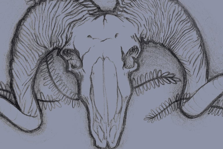 pencil in sketchpad drawing of a ram skull as seen in a shop in Jerome Arizona.
