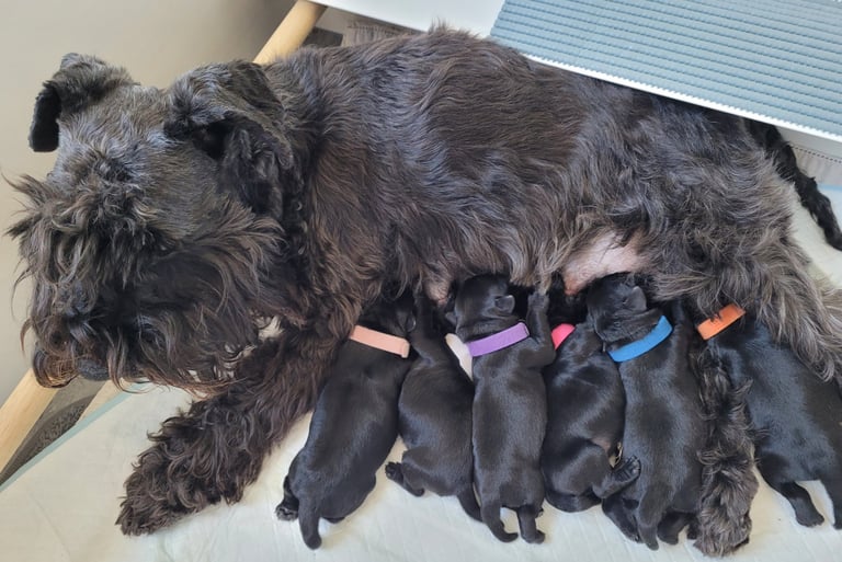 Schnauzer miniature et ses chiots