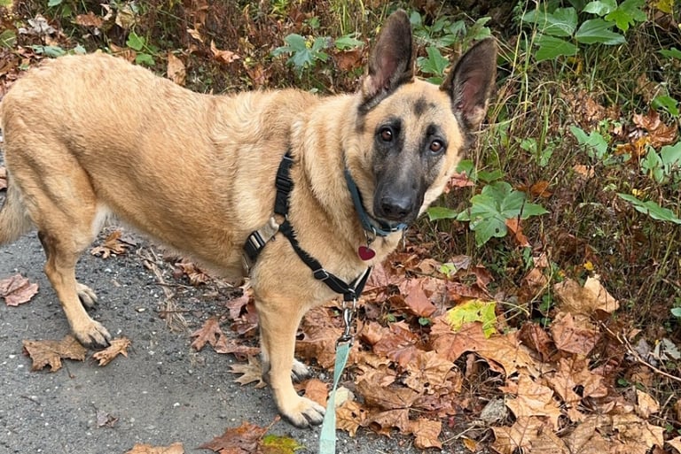 a german shepherd is walking on a leash