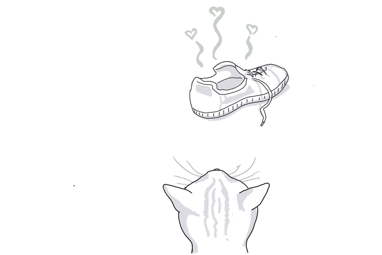 drawing of a cat loving on a stinky shoe