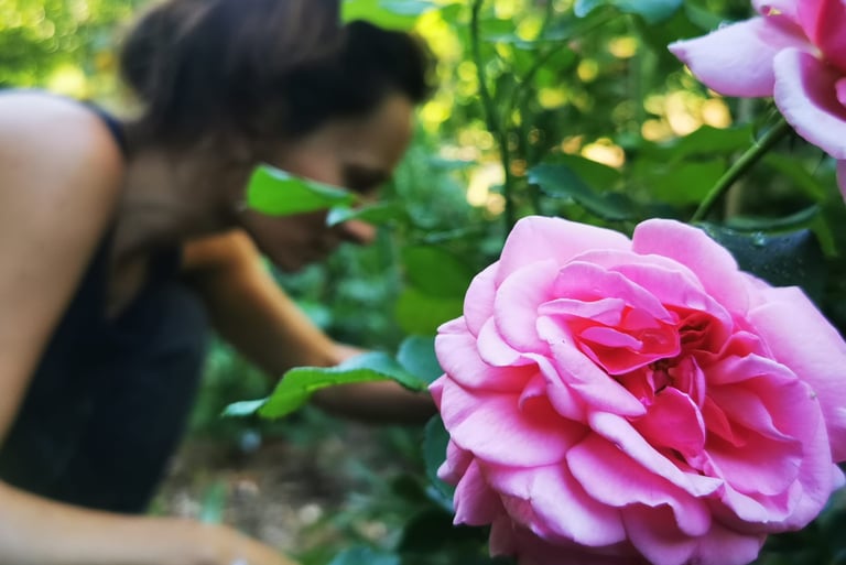 fleurs locales biologiques de saison bouquet slowflower floriculture rose