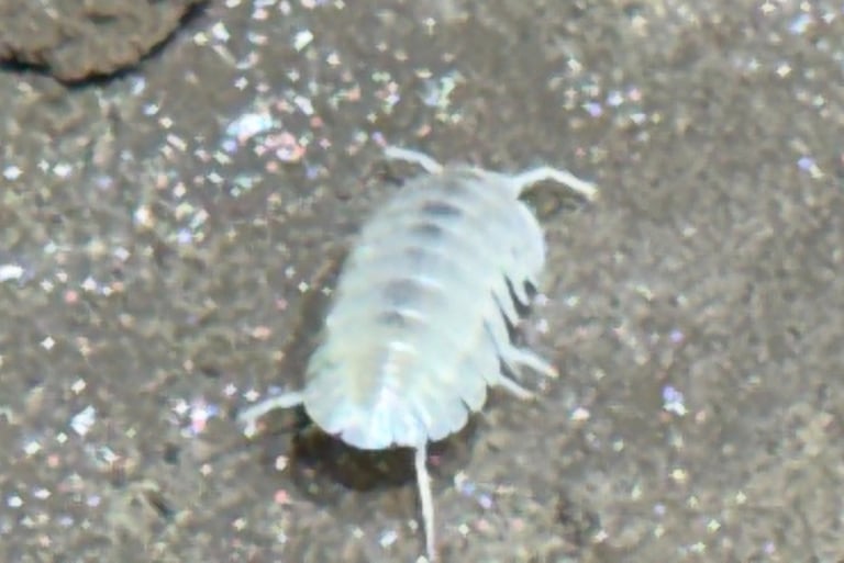 White, blind cave louse found in Hang Son Doong Cave, Vietnam
