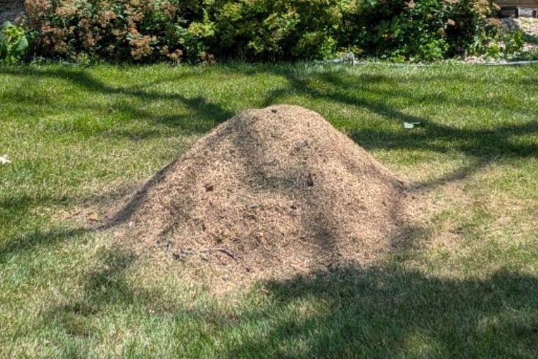 stump grinding debris