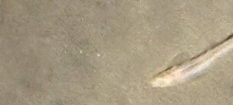 White, blind cave fish found in Hang Son Doong Cave, Vietnam