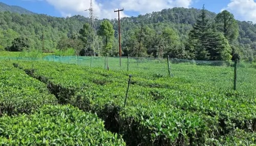 shyamkhet tea garden