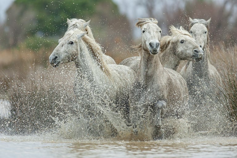 A herd of wild white Camargue horses gallop through marsh water with dramatic splashes.