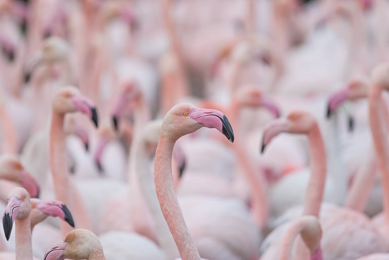 A large flock of light pink flamingos standing closely together in a soft focus crowd.