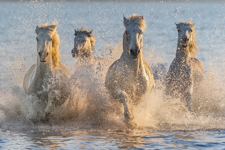 A herd of wild white Camargue horses galloping through ocean water with splashing waves at sunset.