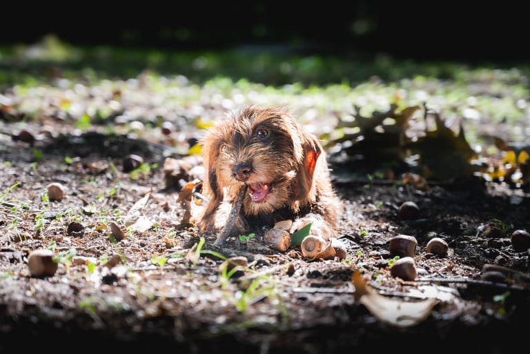 Portrait animalier d’un chiot teckel jouant en lumière naturelle – Théo Vonderscher