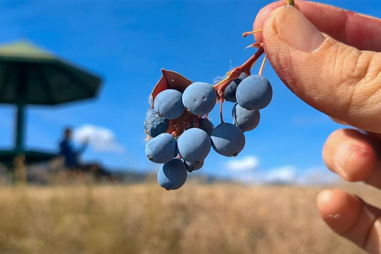 Hand holding a small cluster of ripe Oregon grape berries against a blue sky.