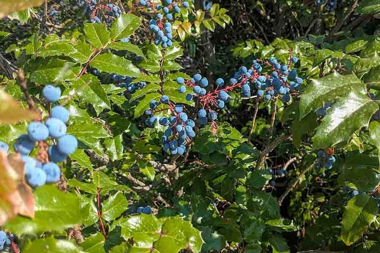 Clusters of ripe Oregon grape berries growing on a leafy shrub in Kelowna.