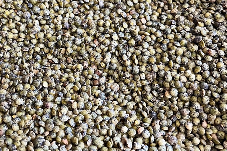 Lentilles triées au trieur optique, de qualité alimentaire. Crédit photo : Terres & Graines