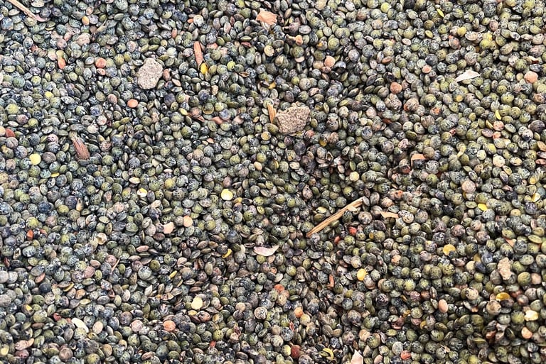 Lentilles vertes triées au trieur rotatif. Crédit photo : Terres&Graines