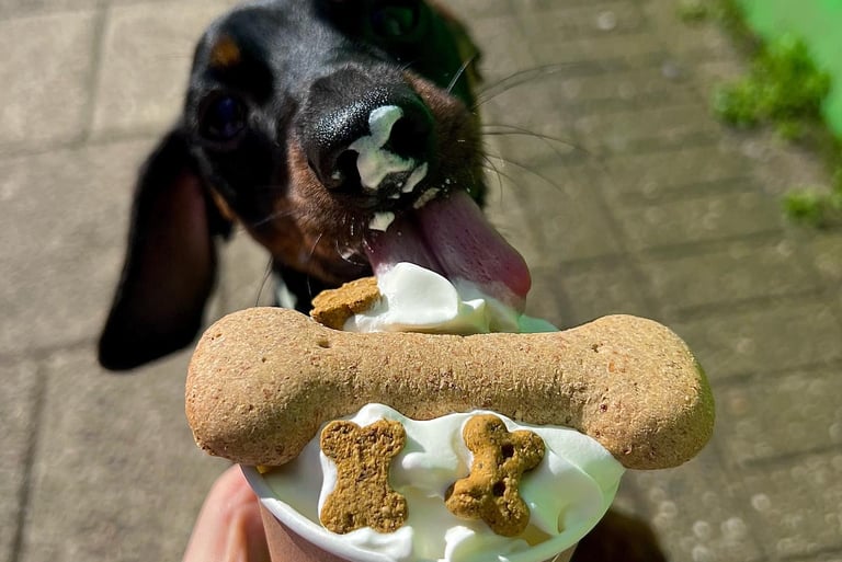 Image of a dog licking a pot of Puppachino. It consistes of whipped cream and doggy biscuits.