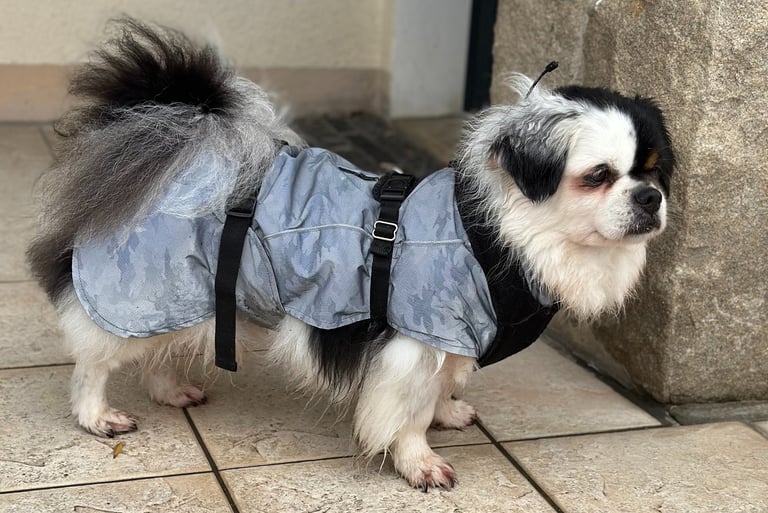 Chien avec un manteau