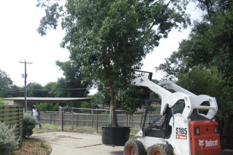 Large Tree installation 